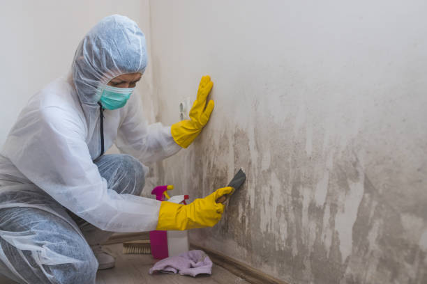 Professional Mold Removal in Pima, AZ
