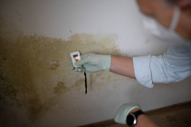 Best Mold Inspection  in Pima, AZ