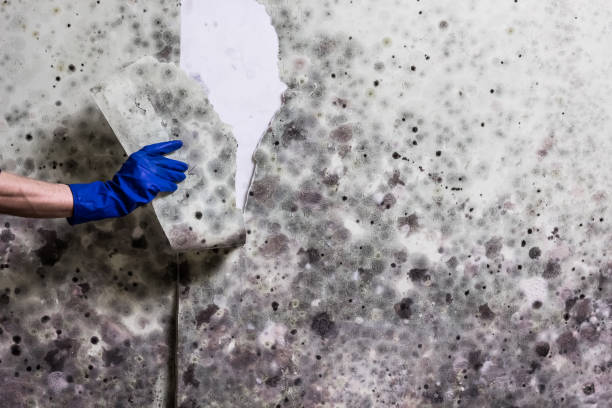Best Fast Mold Removal  in Pima, AZ