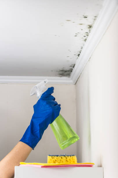 Best Residential Mold Removal  in Pima, AZ